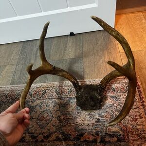 Deer antlers